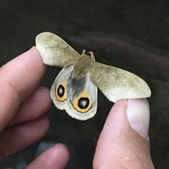 Automeris naranja