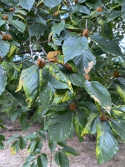 Fagus grandifolia