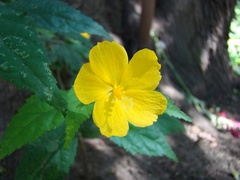 Pavonia sepium