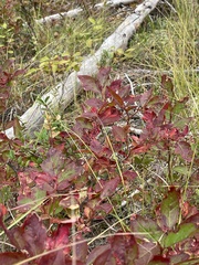 Vaccinium membranaceum