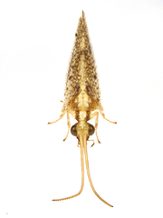 Hemerobius