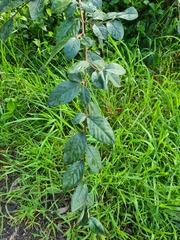 Cotoneaster glaucophyllus