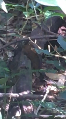 Monodelphis scalops
