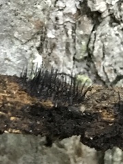 Stemonitis