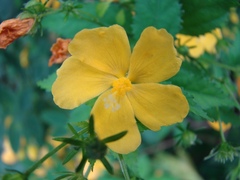 Pavonia sepium