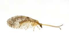 Hemerobius