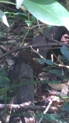 Monodelphis scalops