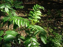 Sambucus australis