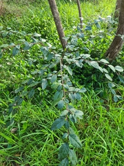 Cotoneaster glaucophyllus