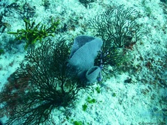 Iciligorgia schrammi