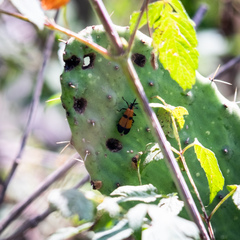 Calopteron