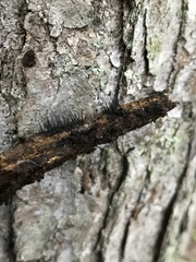 Stemonitis