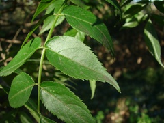 Sambucus australis