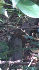 Monodelphis scalops