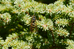 Vespula acadica