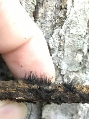 Stemonitis