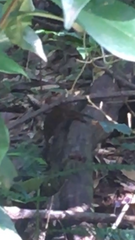 Monodelphis scalops