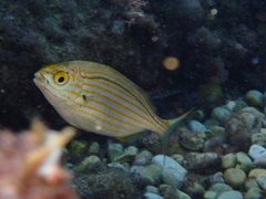 Sarpa salpa