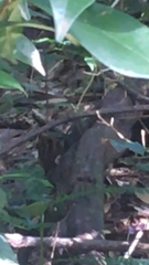 Monodelphis scalops