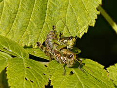 Booneacris glacialis