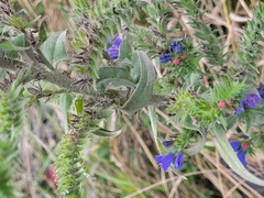 Echium vulgare