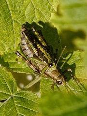 Booneacris glacialis
