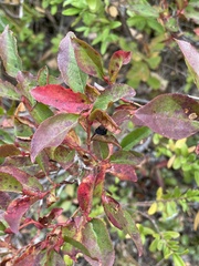 Vaccinium membranaceum