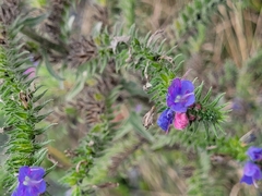 Echium vulgare
