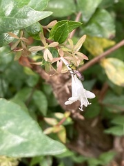 Augochlora pura