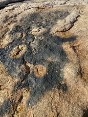 Calothrix