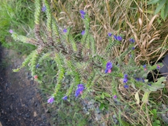 Echium vulgare