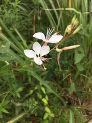 Oenothera lindheimeri