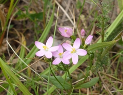 Centaurium