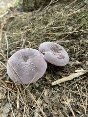 Russula cyanoxantha