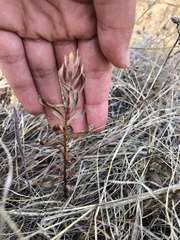 Sericocarpus rigidus