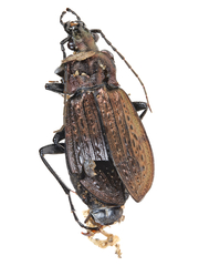 Carabus granulatus