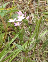 Centaurium