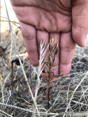 Sericocarpus rigidus