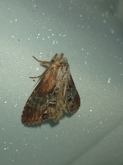 Dasylophia thyatiroides