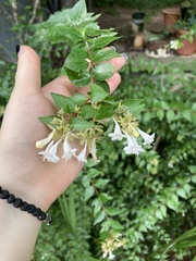 Abelia