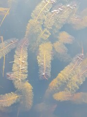Myriophyllum robustum