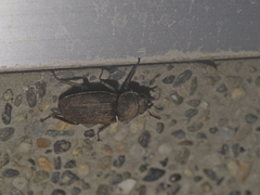 Dorcus carinulatus