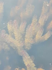 Myriophyllum robustum