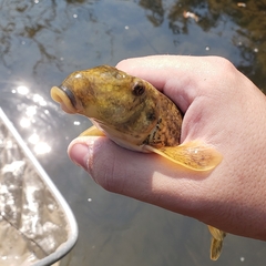 Hypentelium nigricans