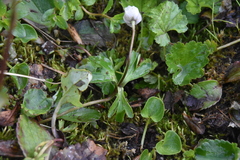 Anemone parviflora