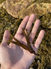 Fucus distichus