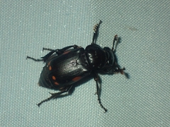 Nicrophorus pustulatus