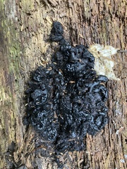 Camarops petersii