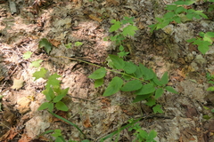 Scrophularia lanceolata