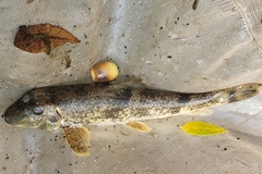 Hypentelium nigricans